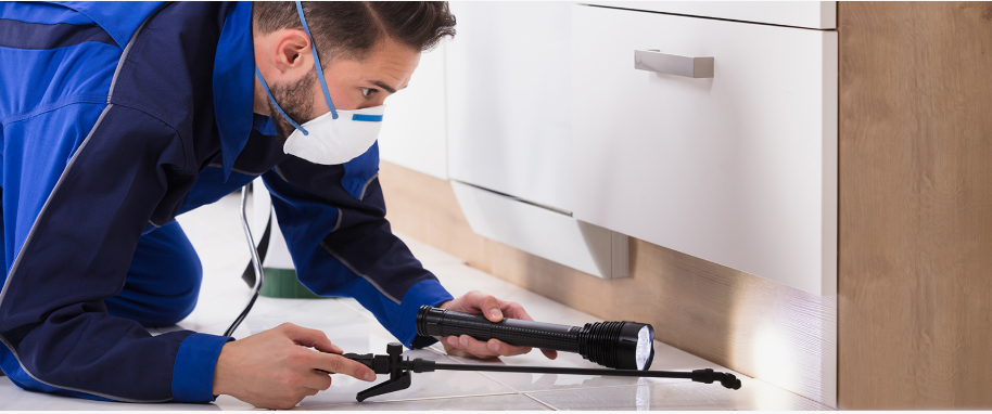 Spring Valley pest xpert removal